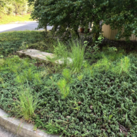 local-commercial-lawn-mowing-bush-trimming-fayetteville-ga